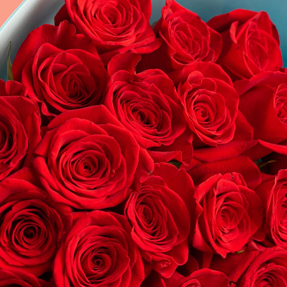 Розы 50 см Красные из Эквадора