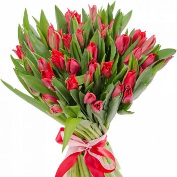 Красные тюльпаны 25 шт код - 149640